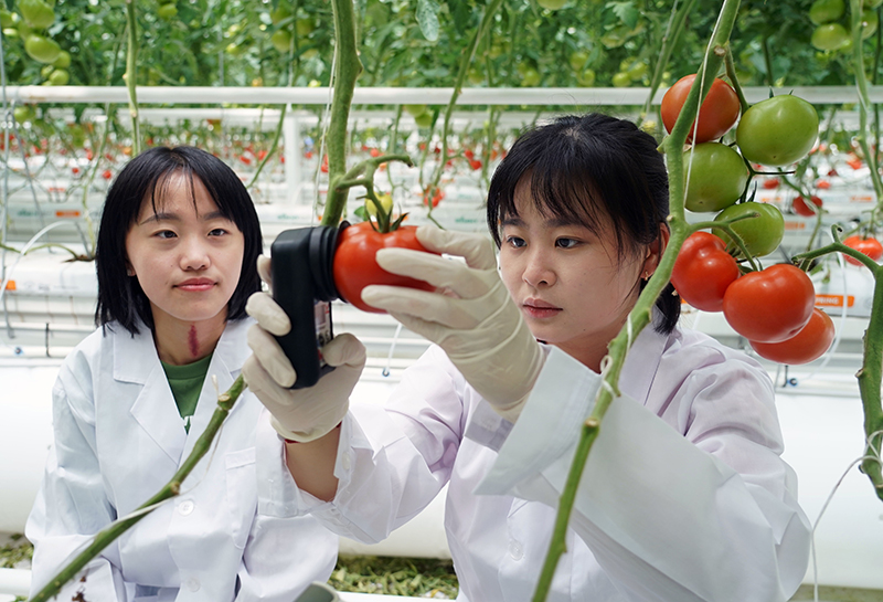 On May 28th, 2023, the resident college students of Xifangezhuang Village Science and Technology Academy in Yukou Town, Pinggu District, Beijing measured the hardness of tomato fruit in Jingwa Greenhouse Horticultural Demonstration Park in Yukou Town, Pinggu District.
